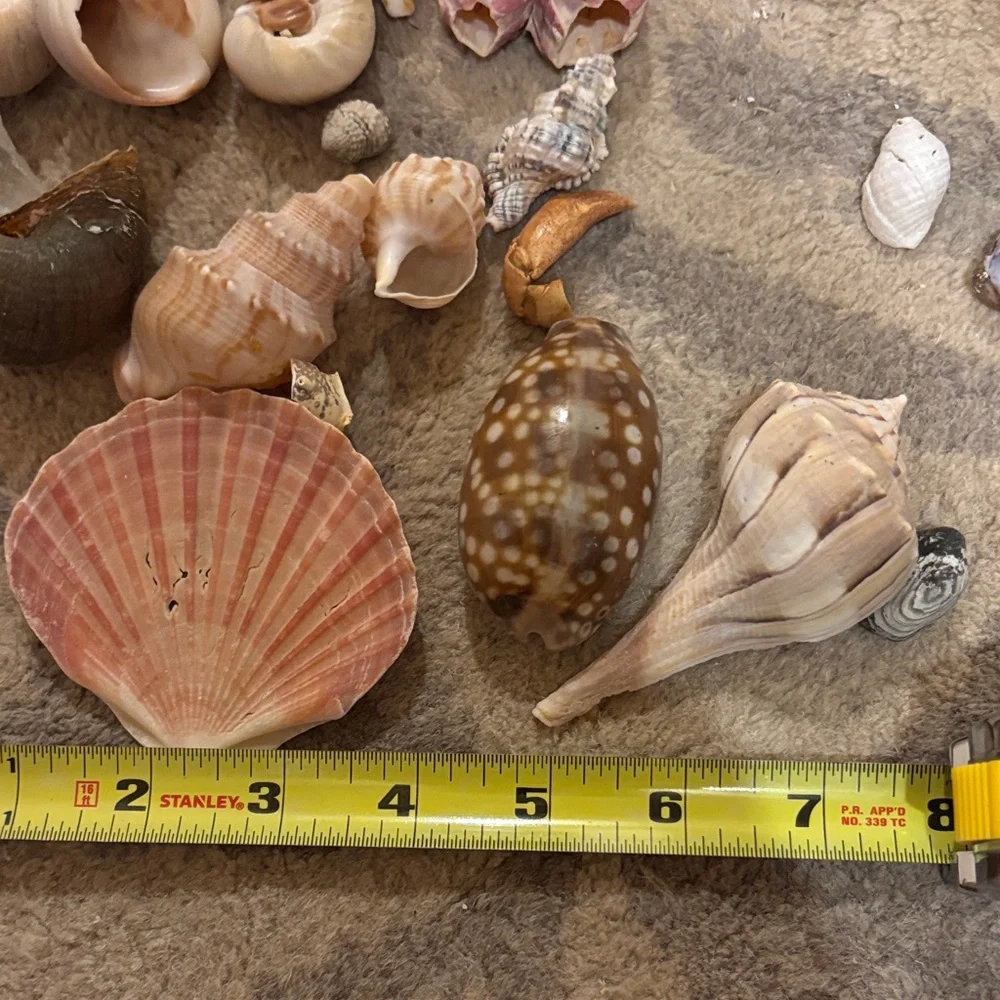 Stanley Seashell Assortment in Pink, Brown, Cream - Picture 2 of 2